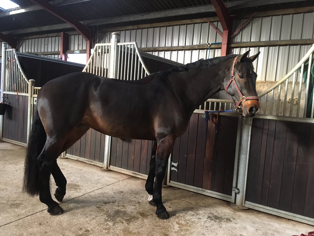Our event horses have come through the winter looking incredible thanks to <a href="/TopSpec2/">TopSpec</a> and <a href="/tmhaylage/">Taylor Made Forage</a> These 2 were only clipped a couple of days ago and look at their coats! So shiny!! 😊