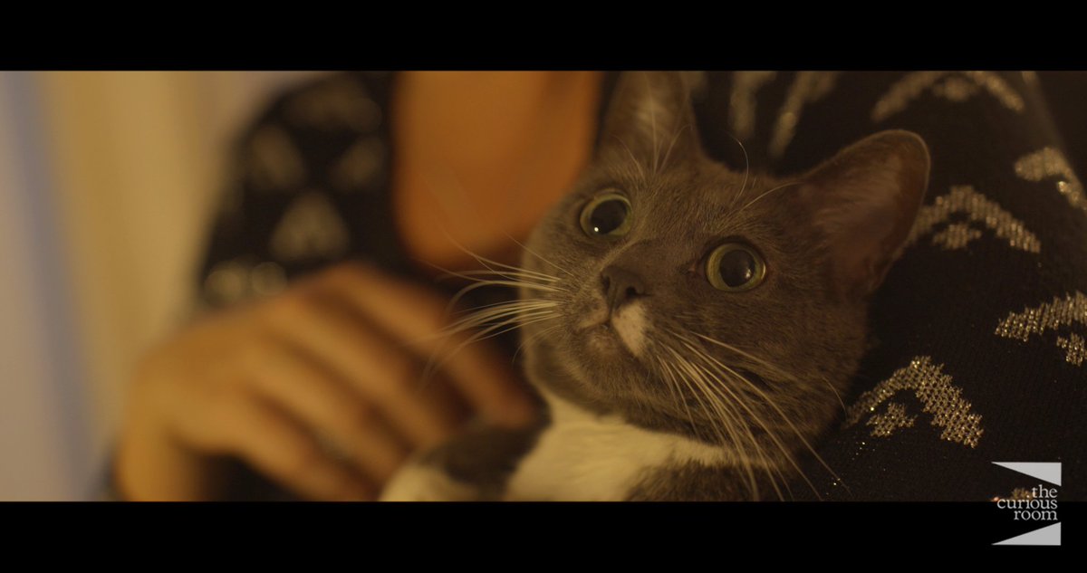 They say never work with animals or children...Production still from <a href="/LawnmowerShort/">Lawnmower</a> featuring the screen debut of Coco the cat...directed by <a href="/KateSawyer/">Kate Sawyer</a> dop <a href="/RickyJPayne/">Ricky J Payne</a> #weworkedwithanimalsandchildren #itwaseasy #whoaretheyanyway? #directedbywomen #womeninfilm #catsoftwitter