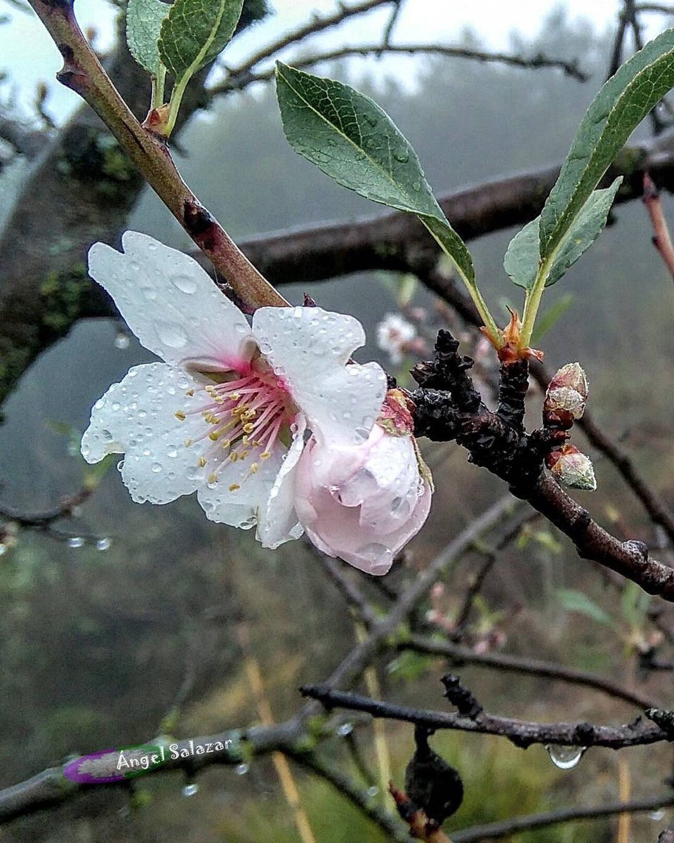 #Málaga. La primavera se va abriendo paso con los almendros en flor ... Foto y texto de <a href="/asr1960/">Ángel Salazar Reina</a> #málagaconacento #FelizJueves