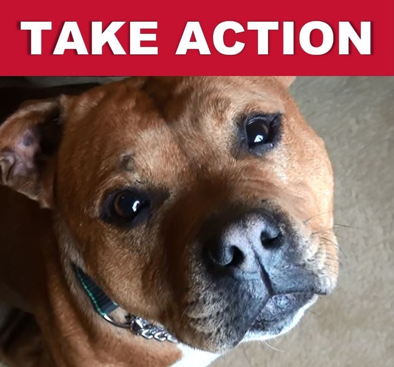 LeagueACS's tweet photo. Dog fighting still takes place - probably closer to you than you think. Help us alert your local vet to the signs of dog fighting by sending/giving them our new fact sheet #enddogfighting https://t.co/LqXoHdN7Bi https://t.co/uhM0u9Vagh