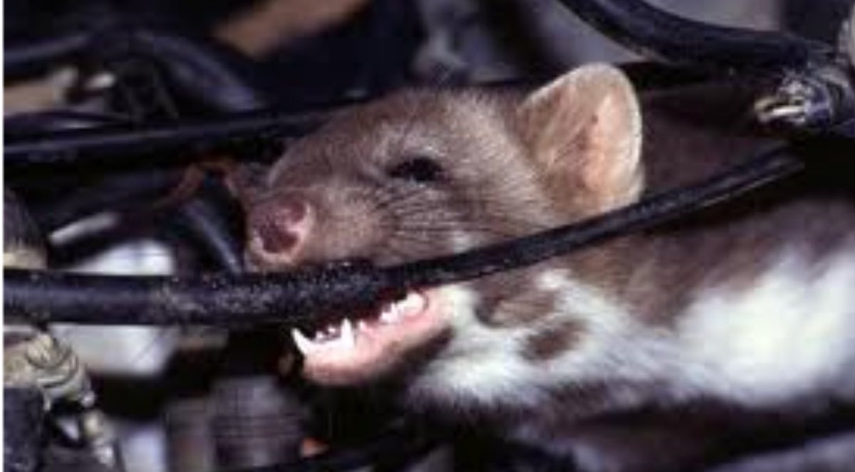 BugginOutRadio's tweet image. When the cold winter weather is here insects &amp;amp; pests start searching for warm shelter Rodents especially like to make their nests in cars! Rats nesting under the hood of their car often find food in your car through the wiring and other debris left inside the vehicle! #LongIsland