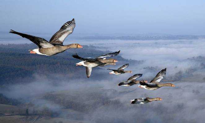 bizzbuzzboomapp's tweet photo. Meet the man who flies with the birds in order to save them @TreeHugger #wildlife
https://t.co/eA60cpJasB https://t.co/aIWgEArlxX