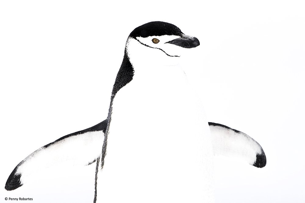 pennyrobartes's tweet photo. A #Chinstrap #penguin in the #AntarcticPeninsula. 
Seriously cute little guys! One of the highlights of @oryxphotography #Antarctica #Photo Tour.
#wildlifephototour #Antarctica #phototour #wildlifephotography #birdphotos #naturesbest #naturephotos https://t.co/1sbKr9MNwq