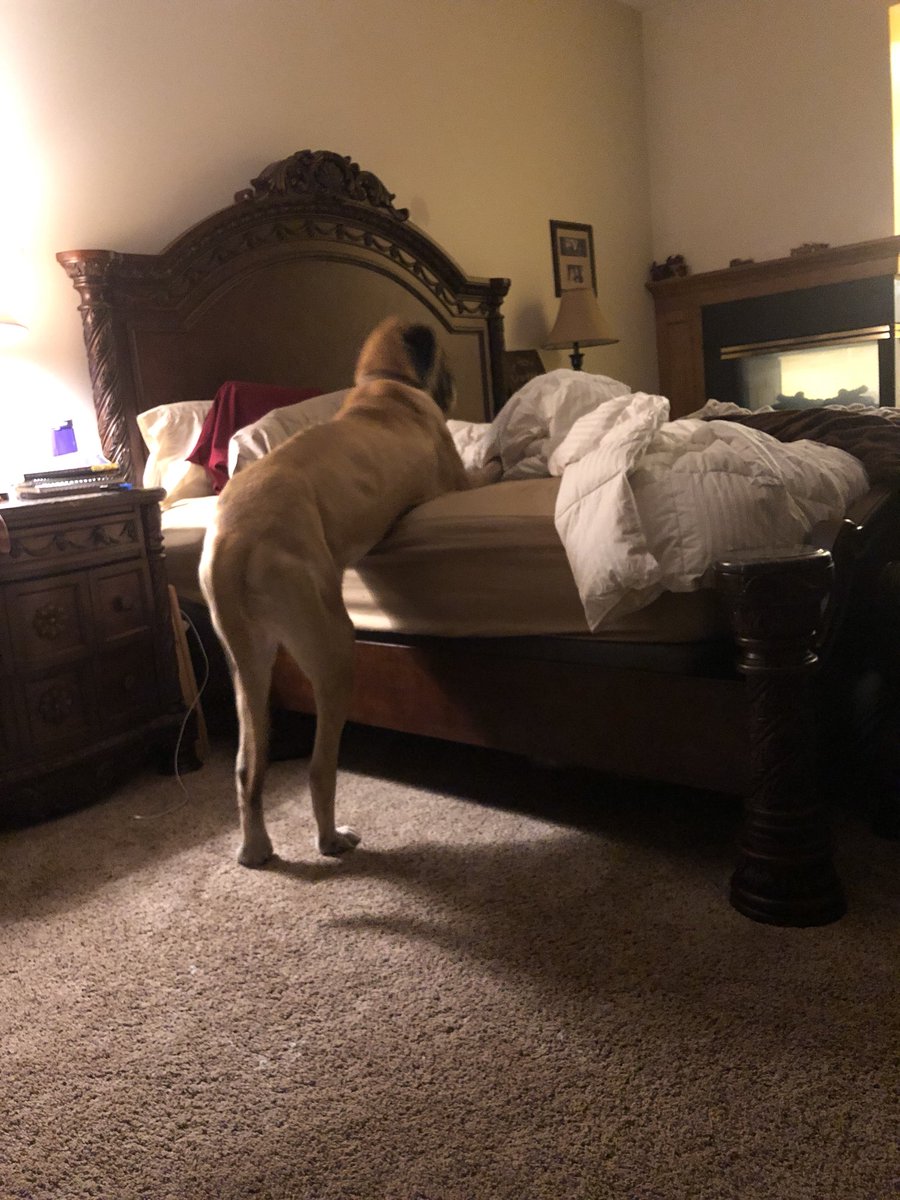 Virginiaa220's tweet photo. The I want to get on the bed but it’s too much effort to fully get on look #iFeelYaGurl https://t.co/9KhGvmOcuS