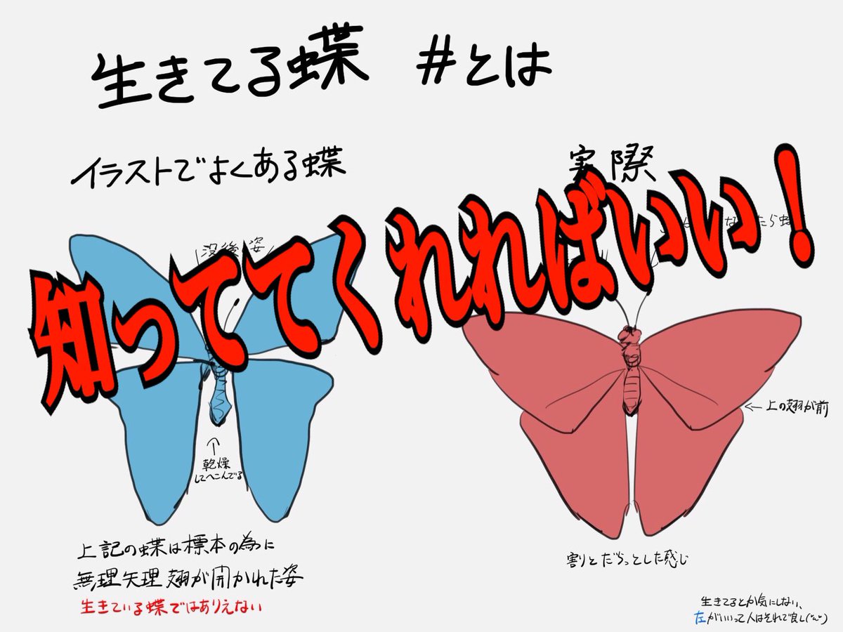 カナベ 蝶の描き方について 左の蝶は人に手を加えられた死体なので 死体が飛んでる って思いながら見てしまう