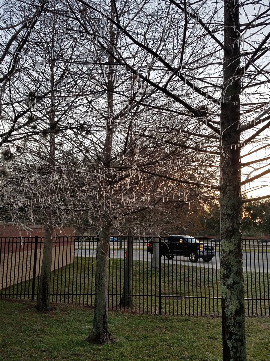 Super cool pic when plants are wet and the temperature drops below freezing <a href="/cypresscreekvcs/">Cypress Creek</a> #ottersmatter