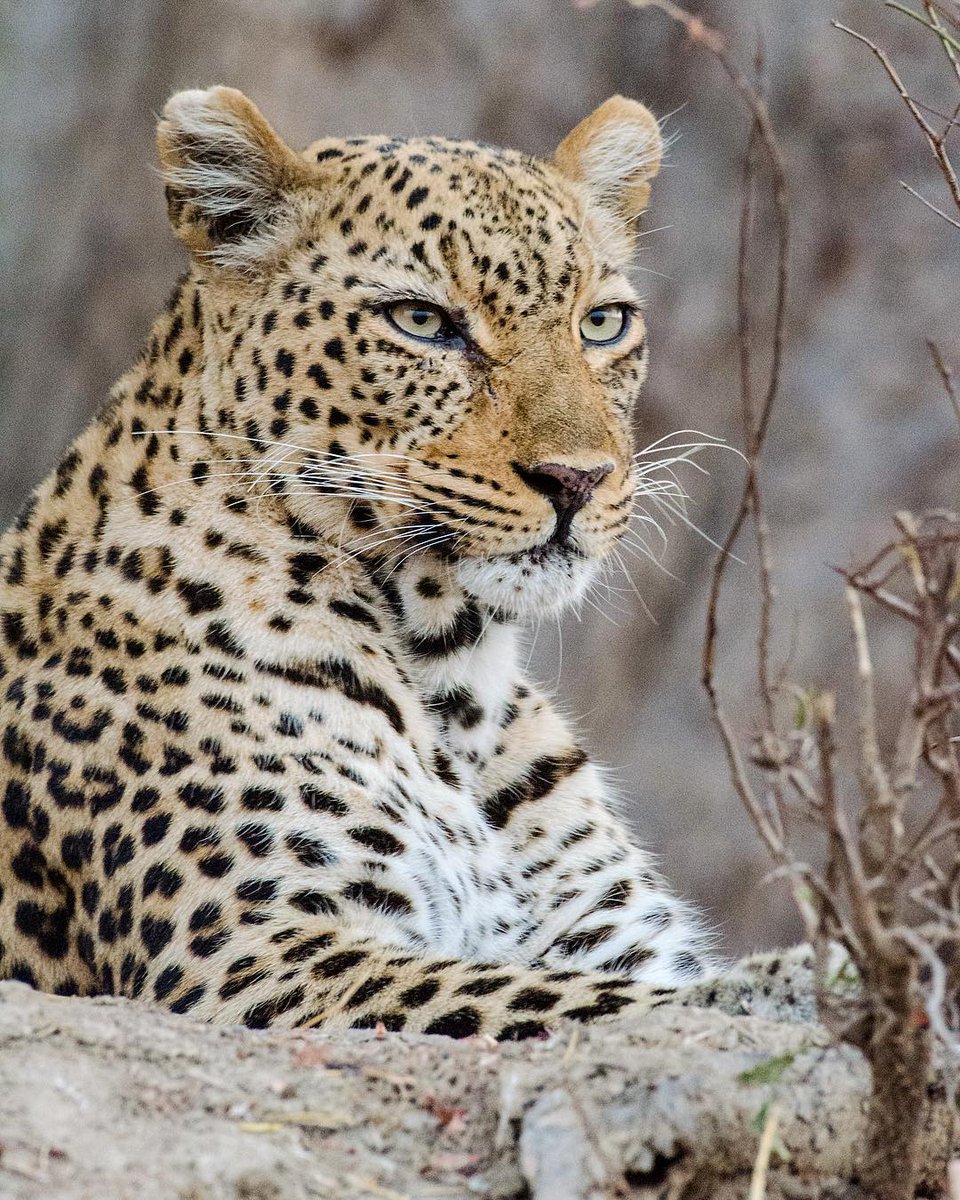 The leopards that call South Luangwa National Park their home are anything but shy. 📷 IG/pixel_ace #Zambia #Safari #Africa #BigCats