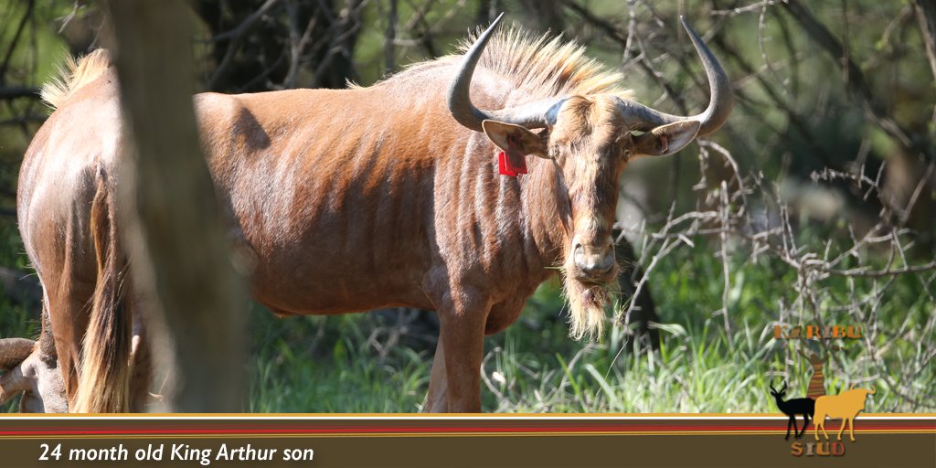 KaribuStud's tweet photo. We look forward to measuring our 24 month old bulls in February 2018. These two King Arthur Sons are sure to measure over 90” SCI and at least 29” RW.

With a 90”+ SCI this would already put them in the top 35 BWB ever recorded at SCI. Where does your breeding bull rank? https://t.co/hl6T35wfSj
