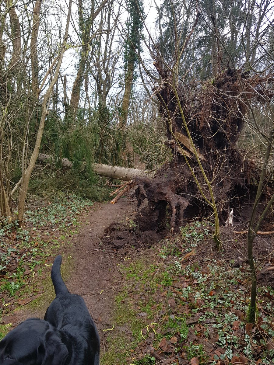 die37D's tweet image. Stormschade....