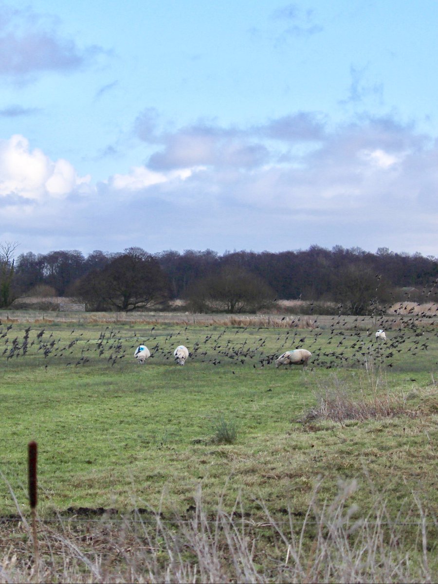 jane pursey tweet media