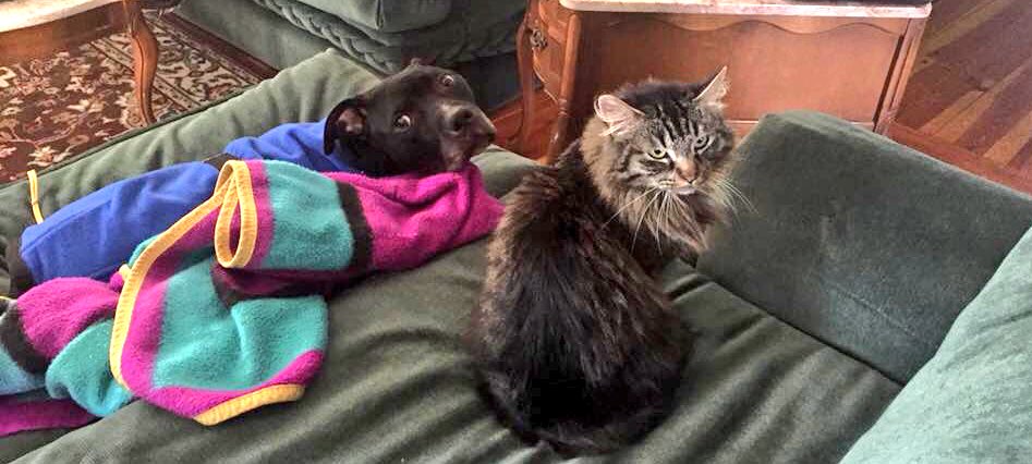 themeritpitbull's tweet photo. 🌟Mr. Guinness is still looking for his forever home, cats welcome🌟 https://t.co/BitmJPeLFq #AdoptDontShop #dogsandcatsforever https://t.co/i2haAeAxvu