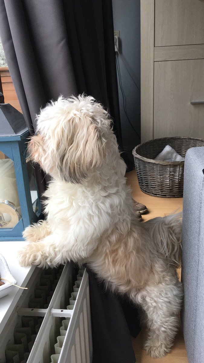 Ik vind deze hond wel lief ❤️