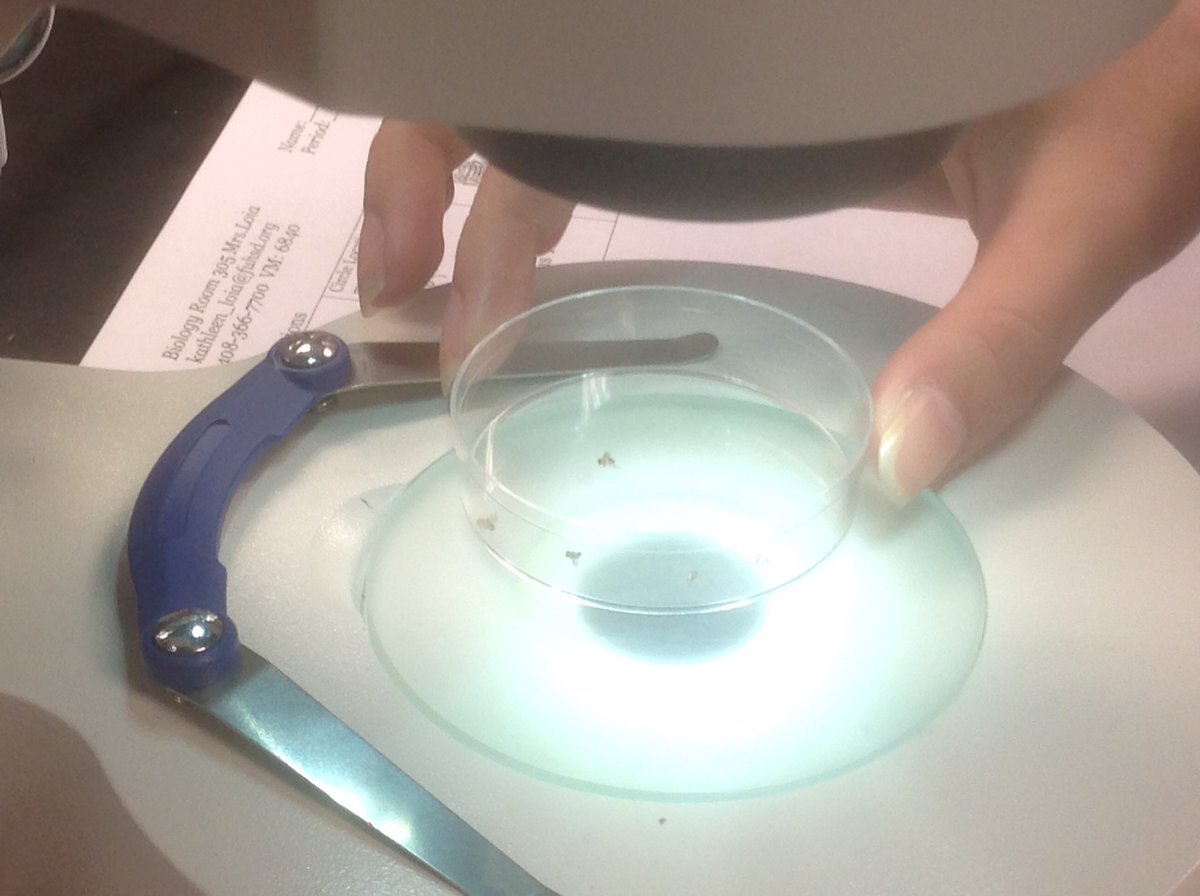 LynbrookBiology's tweet photo. Fly lab AP Bio. #lynbrookhs https://t.co/QkeSgvgi9o