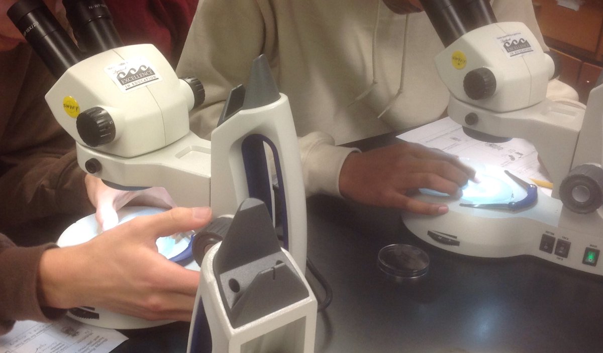 LynbrookBiology's tweet photo. Fly lab AP Bio. #lynbrookhs https://t.co/QkeSgvgi9o