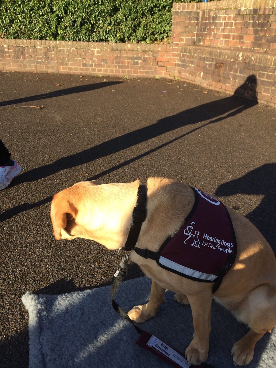 SigningStitcher's tweet image. Today I took @PrincessZaraBPS out with me for @BPSYearFive PE lesson. Anyone who knows Zara will appreciate the will power she needed not to chase after the TENNIS BALLS  being used in the hockey lesson!!! @HearingDogs should be SO proud of our girl @BPSHead, I know that I am 💞