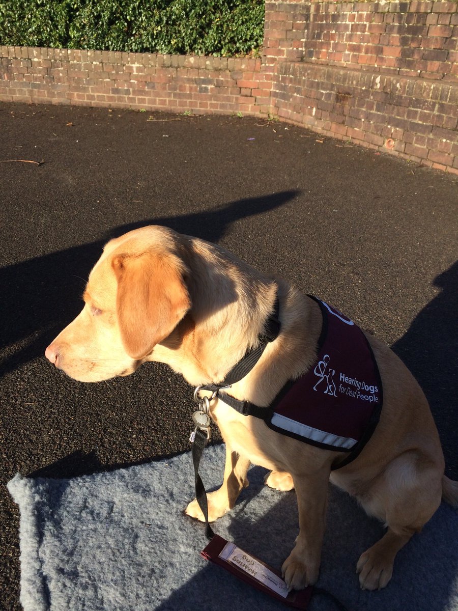 SigningStitcher's tweet image. Today I took @PrincessZaraBPS out with me for @BPSYearFive PE lesson. Anyone who knows Zara will appreciate the will power she needed not to chase after the TENNIS BALLS  being used in the hockey lesson!!! @HearingDogs should be SO proud of our girl @BPSHead, I know that I am 💞