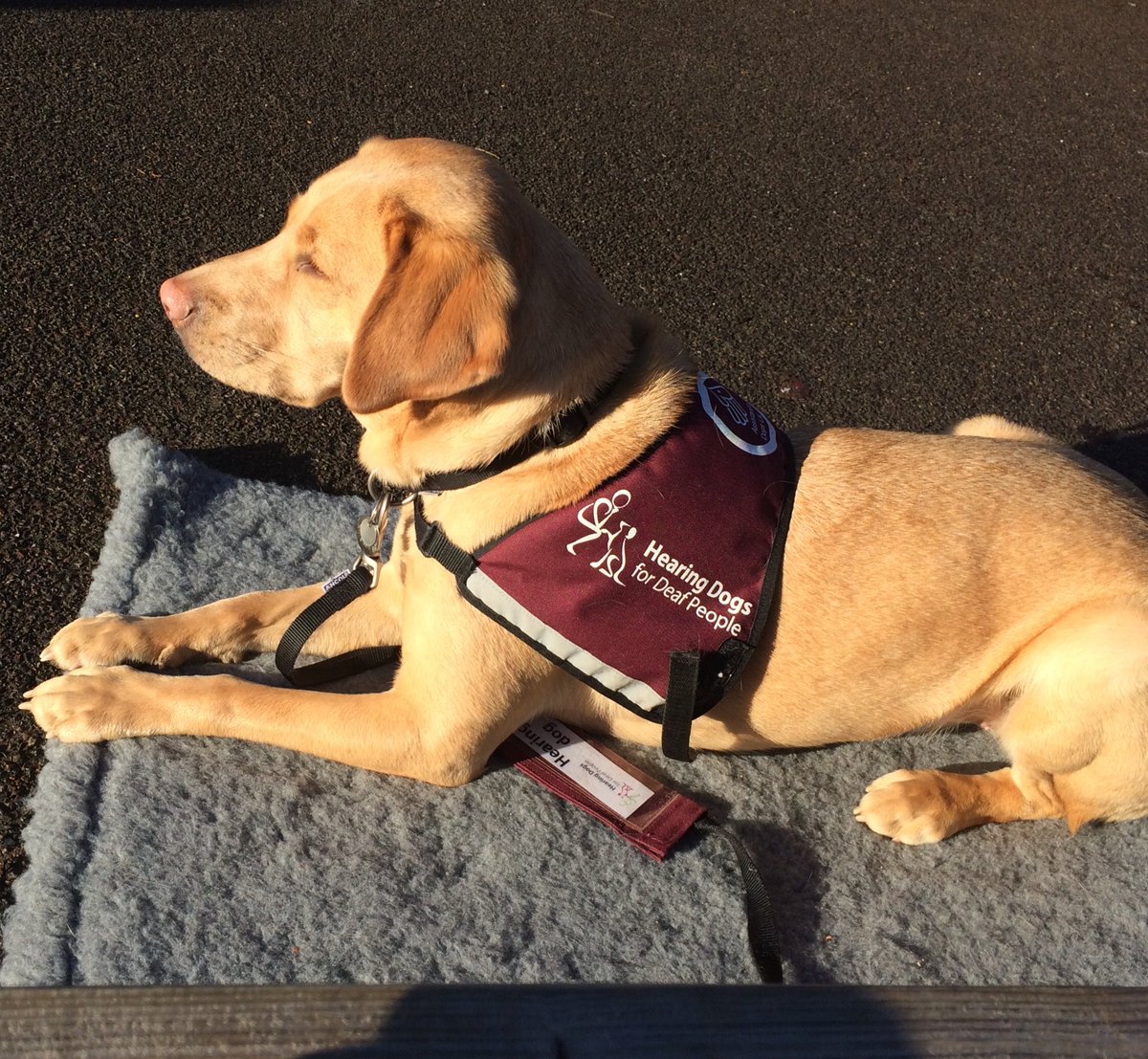 SigningStitcher's tweet image. Today I took @PrincessZaraBPS out with me for @BPSYearFive PE lesson. Anyone who knows Zara will appreciate the will power she needed not to chase after the TENNIS BALLS  being used in the hockey lesson!!! @HearingDogs should be SO proud of our girl @BPSHead, I know that I am 💞