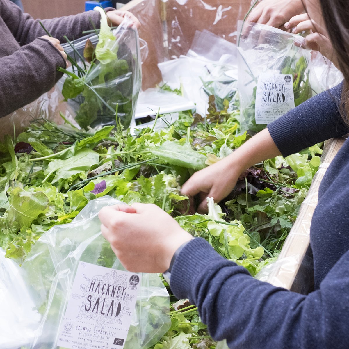 growcomm's tweet photo. Hey @LandworkersUK @cfgn_growers @organiclea @we_are_food  @RosieFoodie Do you know anyone who might want to train with us this year? Learn food growing and food prep skills in #Hackney #Dagenham. Please spread the word https://t.co/zyJTbSoNhG https://t.co/q3hWPNFGZY