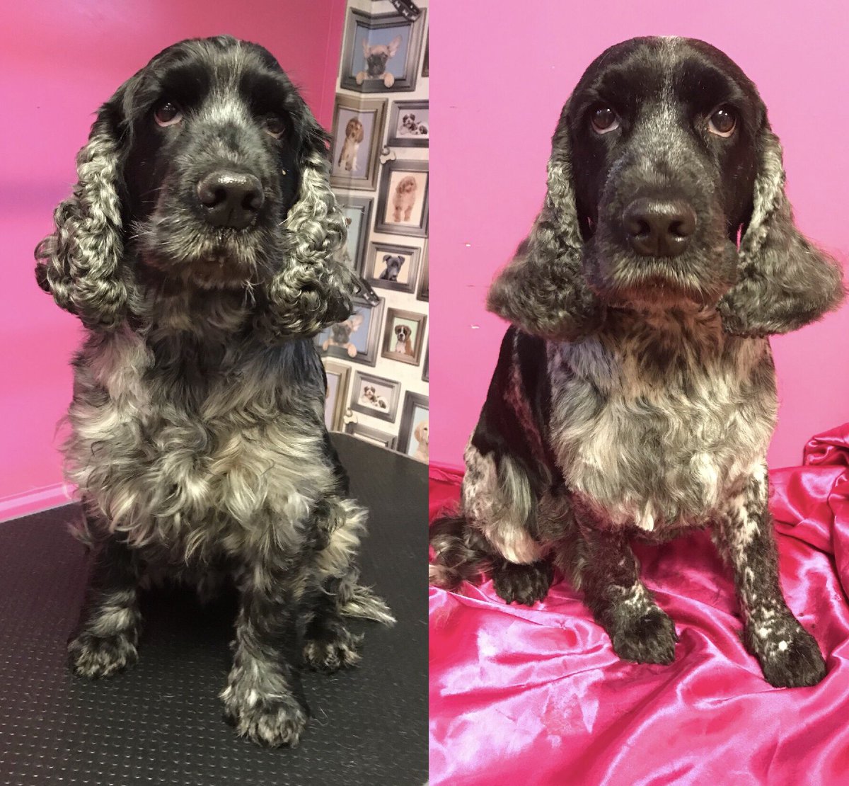 ShortDognSides's tweet photo. A few Before & After Grooms
https://t.co/it9YyCWKVA
#groomingsalon #doggrooming #barnoldsick #petgrooms #catgrooms #pampereddogs https://t.co/J5BjlEeKBw