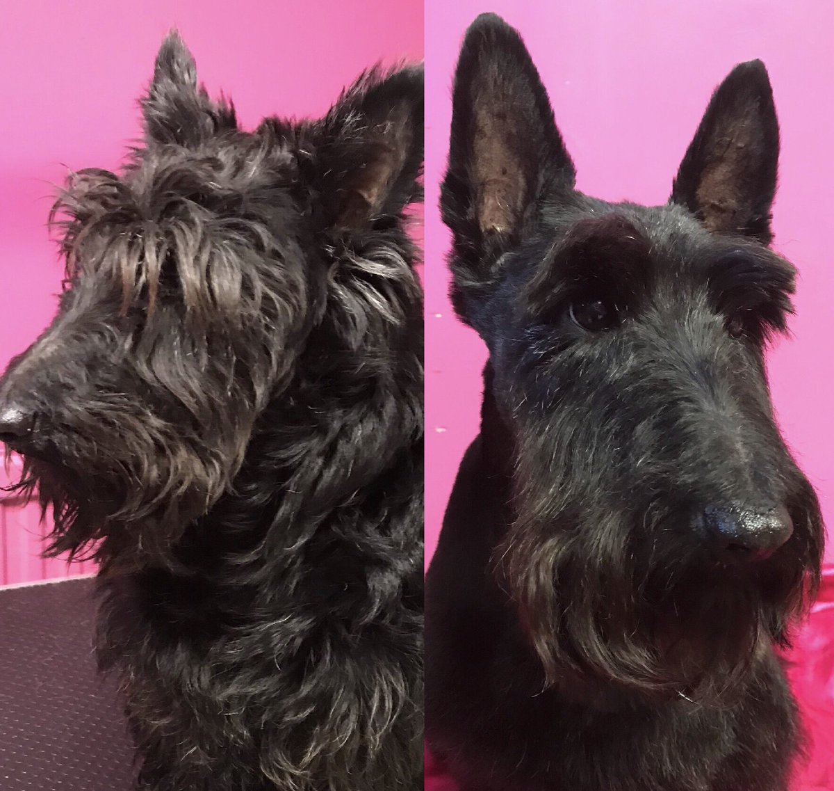 ShortDognSides's tweet photo. A few Before & After Grooms
https://t.co/it9YyCWKVA
#groomingsalon #doggrooming #barnoldsick #petgrooms #catgrooms #pampereddogs https://t.co/J5BjlEeKBw