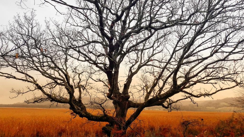 gokhaneren54's tweet photo. From Sinop, TURKEY 📸
To live! Like a tree alone and free
Like a forest in brotherhood
THIS YEARNING IS OURS
Nazim Hikmet

@StormHour @ThePhotoHour #landscape #sinop #sunrise #flickr #nature #photography #gkhn_rn #like #manzara #günbatımı #kosks #wild #wildlife  #SeniSeviyorum https://t.co/2nPe4ydxCP