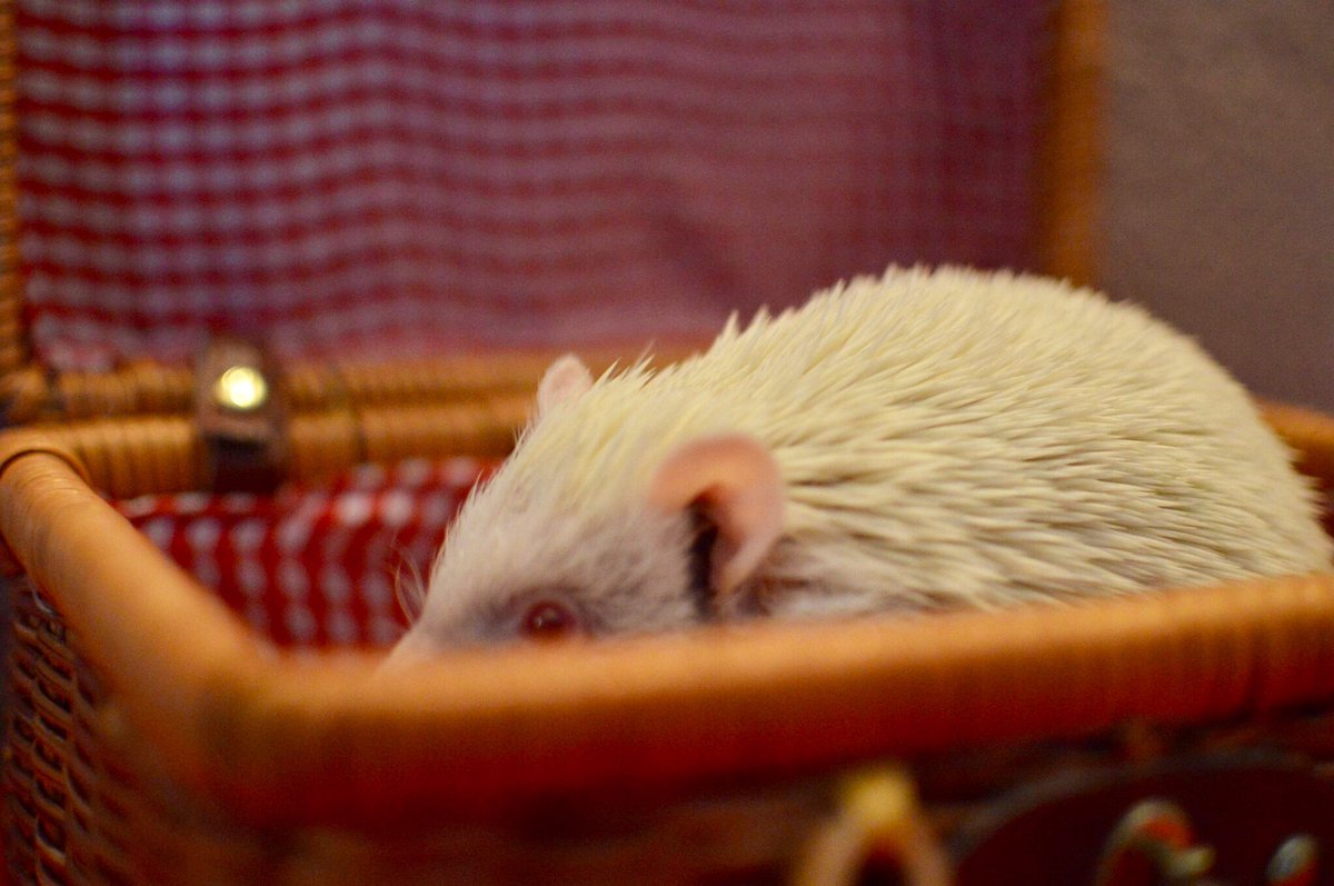 TracyXenigma's tweet photo. Our little Pooh bear 🦔 #Hedgehogs #hedgehog #africanpygmy https://t.co/pFMnW02zP5