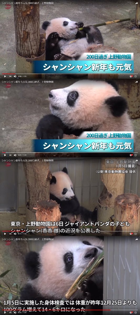 毛毛嘅主人仔 シャンシャンの目が一日も早く良くなるように ダニ目 中国語で螨虫眼という という病気にかかってるに見えます 上野動物園さんがちゃんと見てるといいんですが