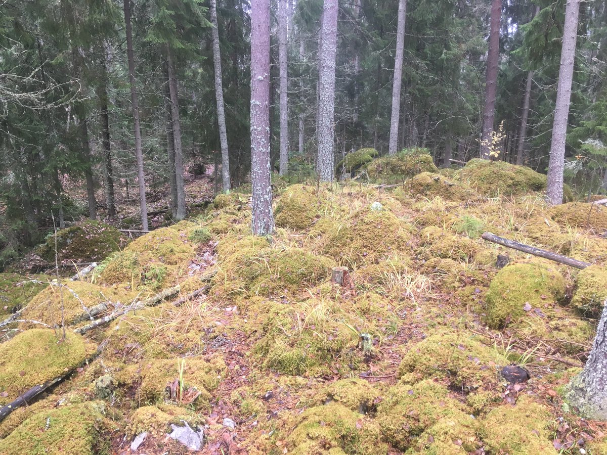 ebook die entwicklung von wald biozönosen nach sturmwurf