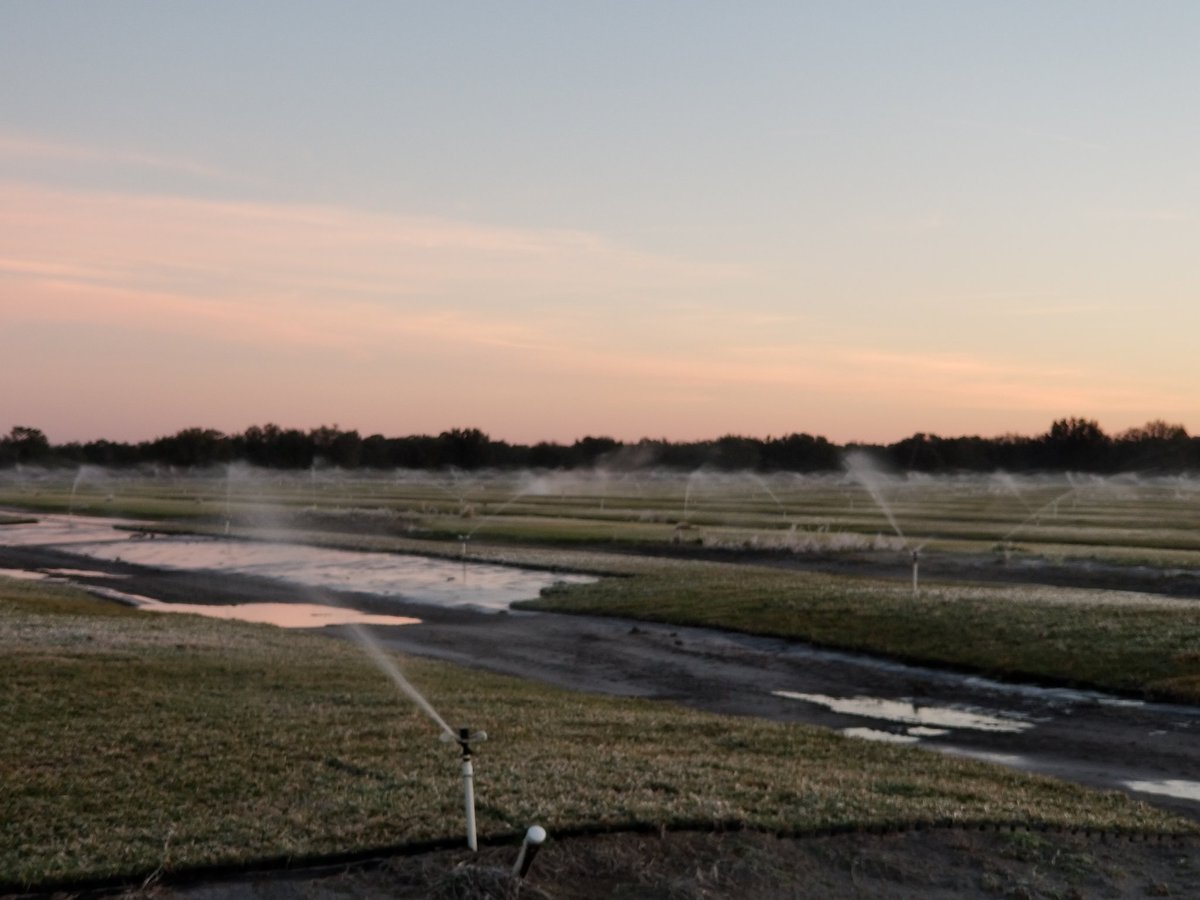 BethelFarms's tweet photo. 25 degrees this morning at the farm, now that's COLD for us in SWFL!!! 
#Brrrrr #IceIceBaby #FLCitrus #SOD https://t.co/CEw5CtkF1m