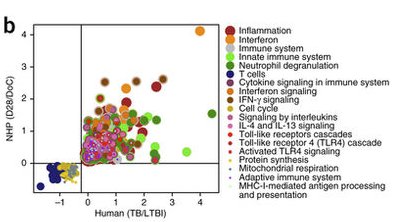 Complete vaccine-mediated immune control of highly pathogenic Mycobacterium #tuberculosis is possible if immune effector responses can intercept the infection at its earliest stages: go.nature.com/2DMmBtl
