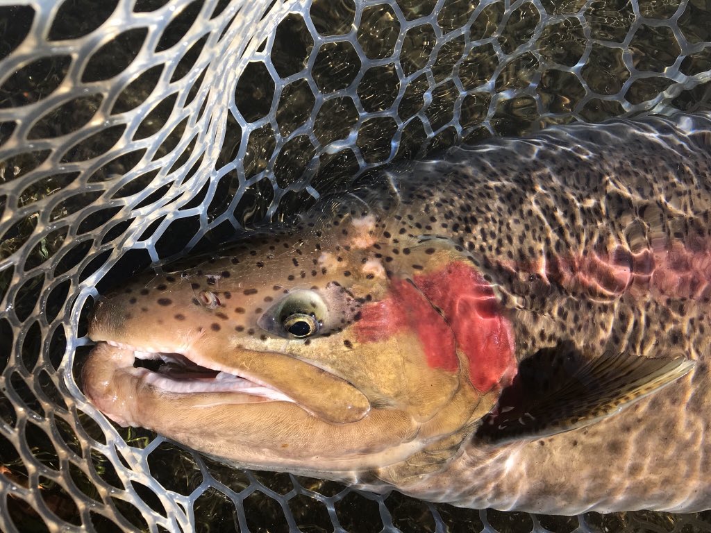 最高トリプル サー ジェンス ノット すべての魚の画像 最高トリプル サー ジェンス ノット すべての魚の画像