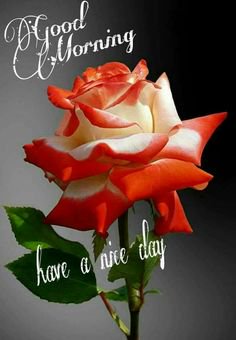 🌴🌺kazim🌺5🌺🌴 tweet media
