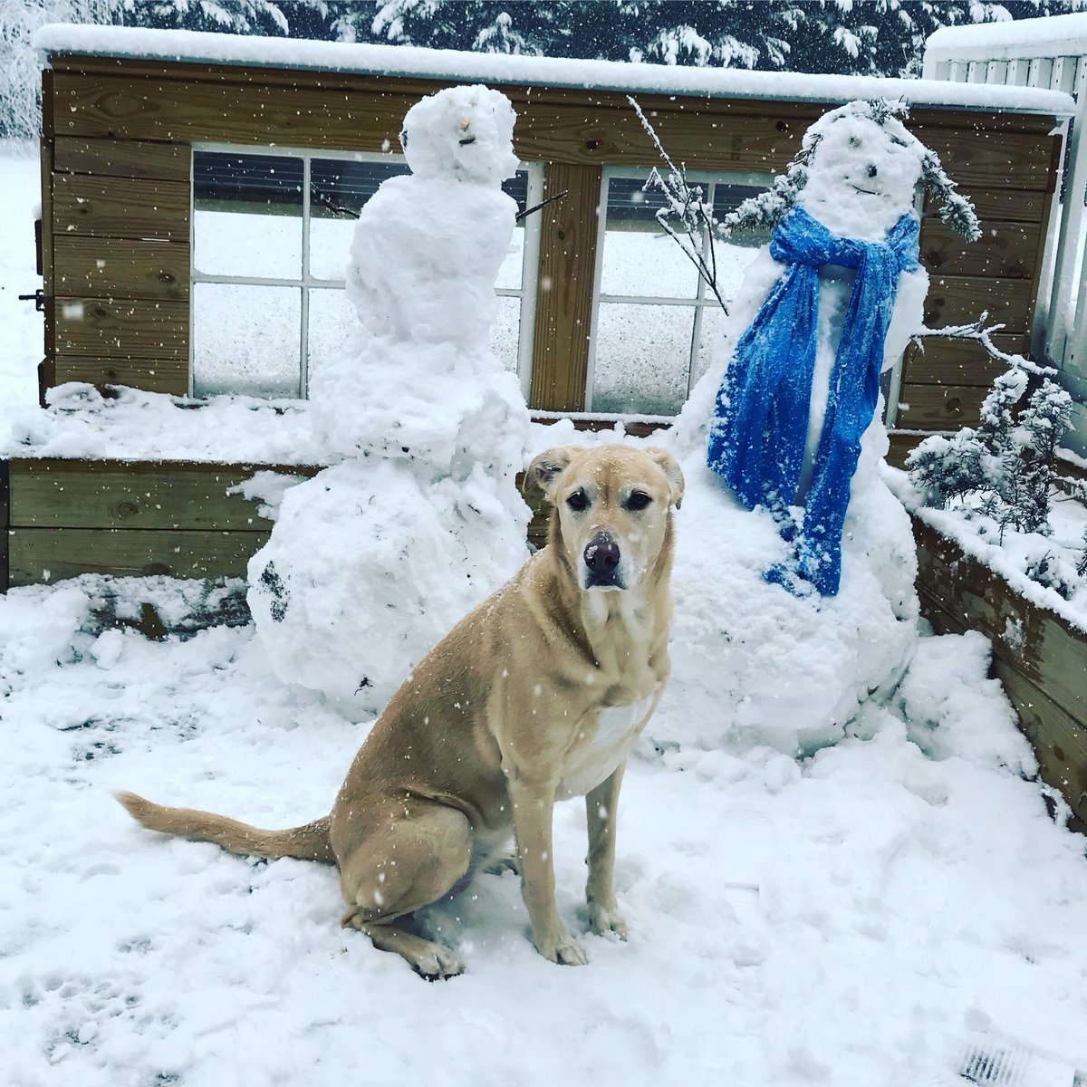 AliciaAlshehabi's tweet photo. Layla isnβt very fond of these snow versions of mom and dad π #laylabean #snowday #snowmomanddad #RaleighNC #abc11 https://t.co/WtxLwqGnvU