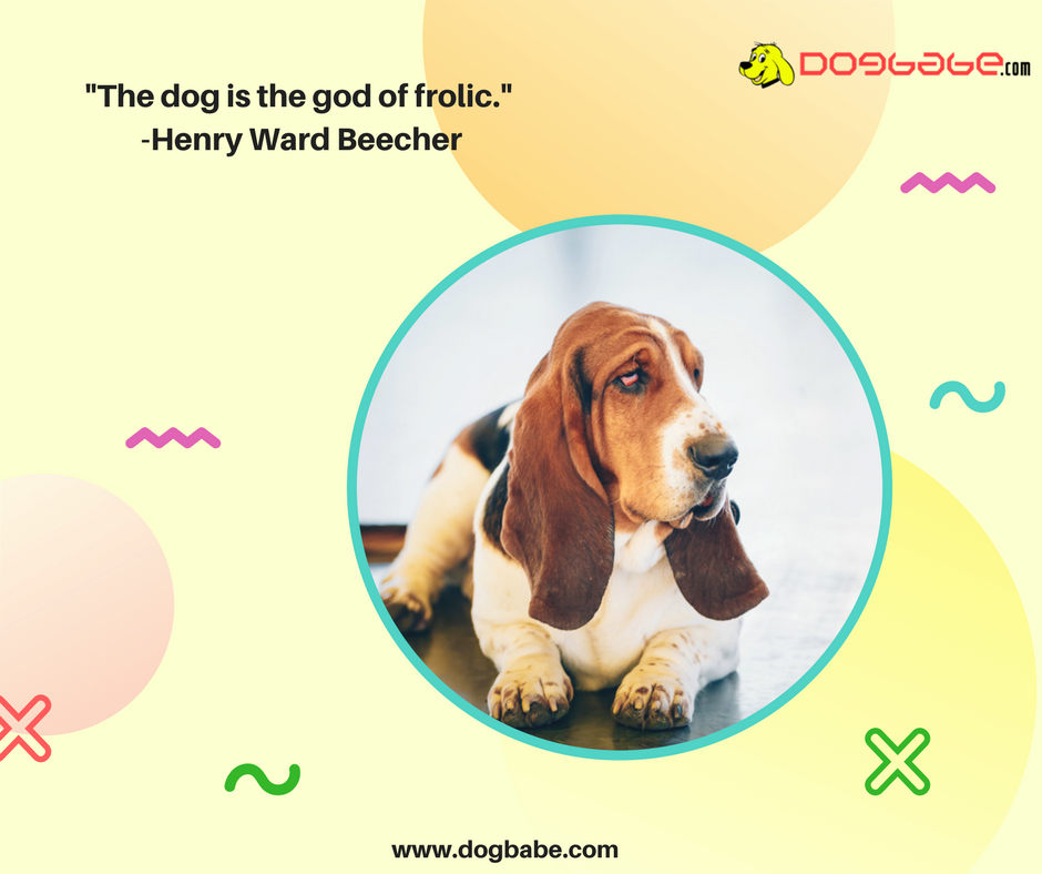 lovedogbabe's tweet photo. Fun and dog are three lettered words that makes your life better.
https://t.co/ZSwczKGBk4
#dogs #dog #doglover #doggy #LoveYourDogs #pet #puppy #pup #animals #ilovemydog #lovepuppies #adorable #hound #dogsitting #pets #motivationalquotes #motivational https://t.co/LdORmcuK6N
