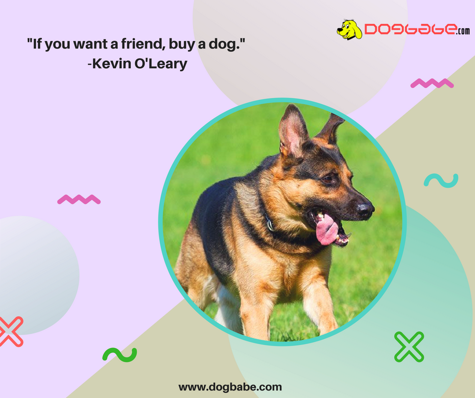 lovedogbabe's tweet photo. You can buy a dog with money, but his friendship comes free forever.
https://t.co/ZSwczKGBk4
#dogs #dog #doglover #doggy #LoveYourDogs #pet #puppy #pup #animals #ilovemydog #lovepuppies #adorable #hound #dogsitting #pets #motivationalquotes #motivational https://t.co/tGwLoy7vpD