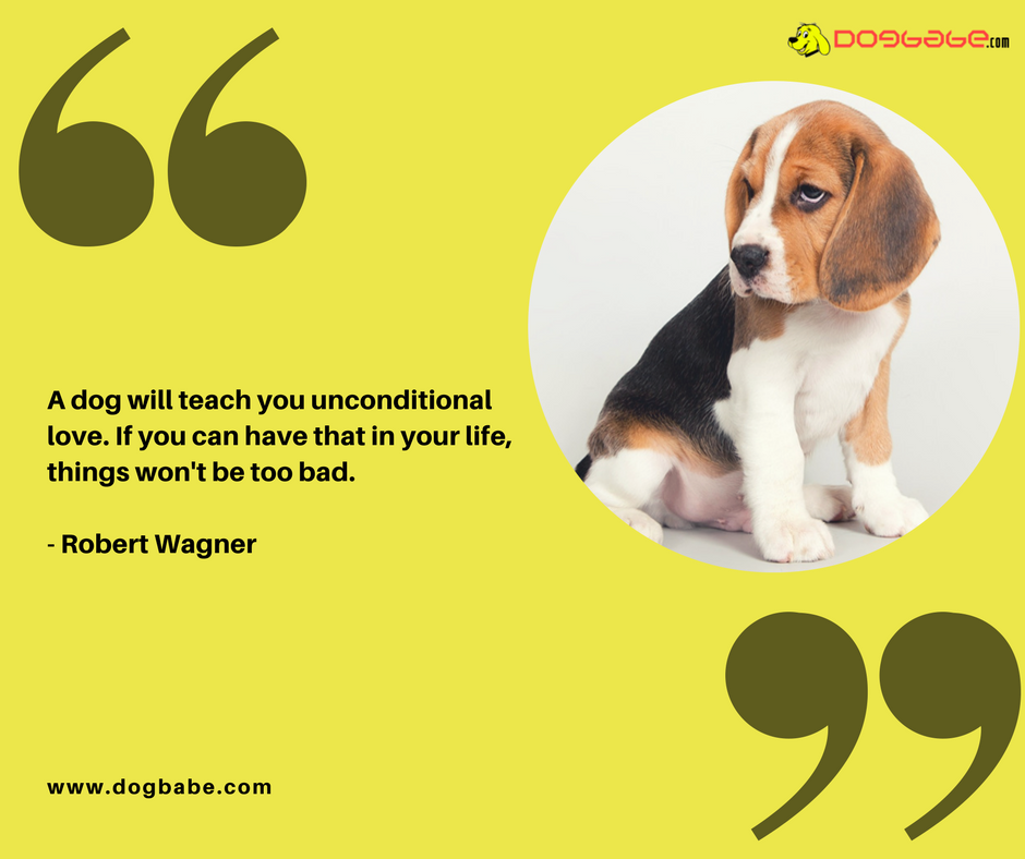 lovedogbabe's tweet photo. Learn Hearty Compassion and Purity of Love from Dogs.
https://t.co/ZSwczKGBk4 
#dogs #dog #doglover #doggy #LoveYourDogs #pet #puppy #pup #animals #ilovemydog #lovepuppies #adorable #hound #dogsitting #pets #motivationalquotes #motivational https://t.co/x9ZYzElTHs