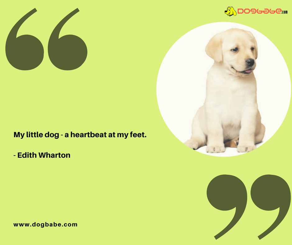 lovedogbabe's tweet photo. His heart beats for you. Enjoy company of your bundle of joy.
https://t.co/ZSwczKGBk4
#dogs #dog #doglover #doggy #LoveYourDogs #pet #puppy #pup #animals #ilovemydog #lovepuppies #adorable #hound #dogsitting #pets #motivationalquotes #motivational https://t.co/o9yLZsrtwX