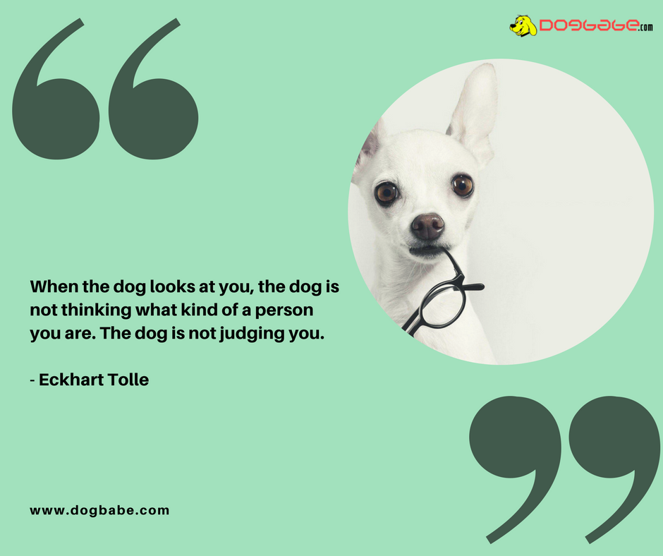 lovedogbabe's tweet photo. The dog looks at you to speak, Learn to listen to him.
https://t.co/ZSwczKGBk4
#dogs #dog #doglover #doggy #LoveYourDogs #pet #puppy #pup #animals #ilovemydog #lovepuppies #adorable #hound #dogsitting #pets #motivationalquotes #motivational https://t.co/lhv7t6k17j