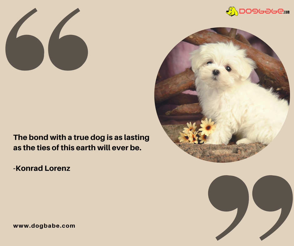 lovedogbabe's tweet photo. Selfless love redefined, bond yourself with your dog.
https://t.co/ZSwczKGBk4
#dogs #dog #doglover #doggy #LoveYourDogs #pet #puppy #pup #animals #ilovemydog #lovepuppies #adorable #hound #dogsitting #pets #motivationalquotes #motivational https://t.co/fmOU5PNbS5
