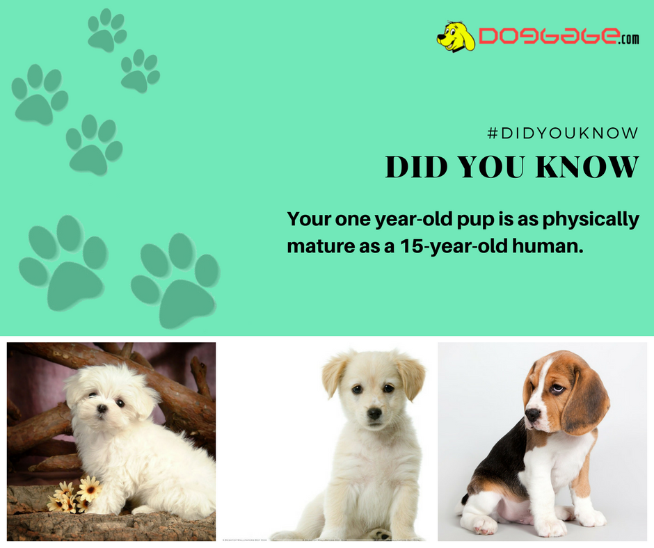 lovedogbabe's tweet photo. Only Fault found in Dogs- Their lives are too short.
https://t.co/ZSwczKGBk4
#dogs #dog #doglover #doggy #LoveYourDogs #pet #puppy #pup #animals #ilovemydog #lovepuppies #adorable #hound #dogsitting #pets #motivationalquotes #motivational #Wednesday #DidYouKnow https://t.co/etq6b5v2KL