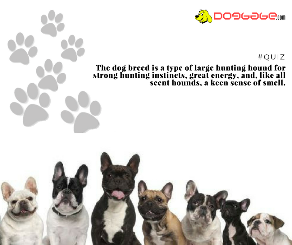 lovedogbabe's tweet photo. How well do you know your dog breeds? Take the quiz to find out!
#dogs #dog #doglover #doggy #LoveYourDogs #pet #puppy #pup #animals #ilovemydog #lovepuppies #adorable #hound #dogsitting #pets #Quiz https://t.co/NWxq8tn5sF