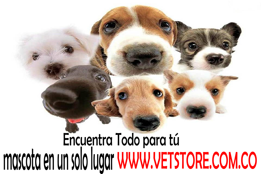 Vet_Store tweet picture