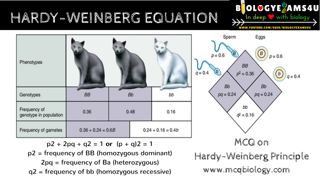 OmarAndalla's tweet photo. population genetics hardy weinberg equilibrium #biol1012w1b https://t.co/4zbRzGzzJ7