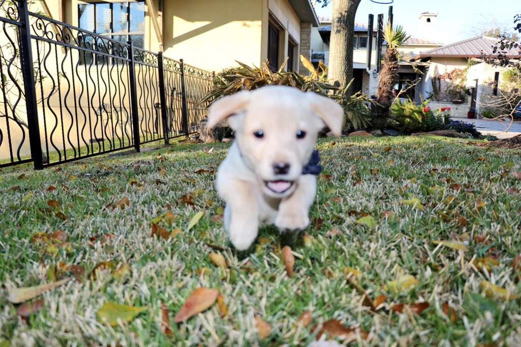 Caroline_Reed7's tweet photo. Puppy attack!!! https://t.co/ItQK4ZCFiN
