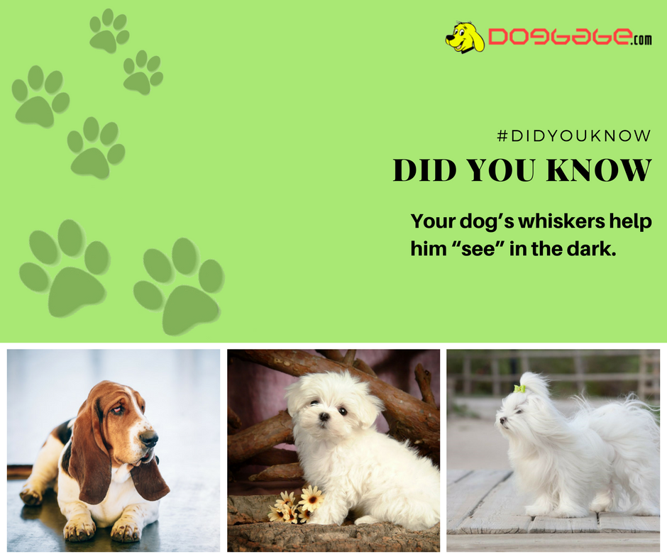 lovedogbabe's tweet photo. Dog has highly developed sensory organs, even his whiskers help him see in darkness.
#dogs #dog #doglover #doggy #LoveYourDogs #pet #puppy #pup #animals #ilovemydog #lovepuppies #adorable #hound #dogsitting #pets https://t.co/oma5TZM7jk