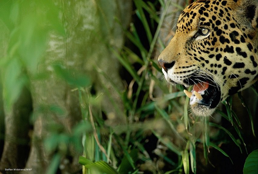 unep_espanol's tweet photo. Colombia tiene desde hoy su primer humedal #Ramsar en la #Amazonía. Es el complejo Lagos de Tarapoto, hogar del delfín rosado, la nutria y el jaguar. Conócelo: https://t.co/qHNaGoHaj9 https://t.co/apzok765Fr