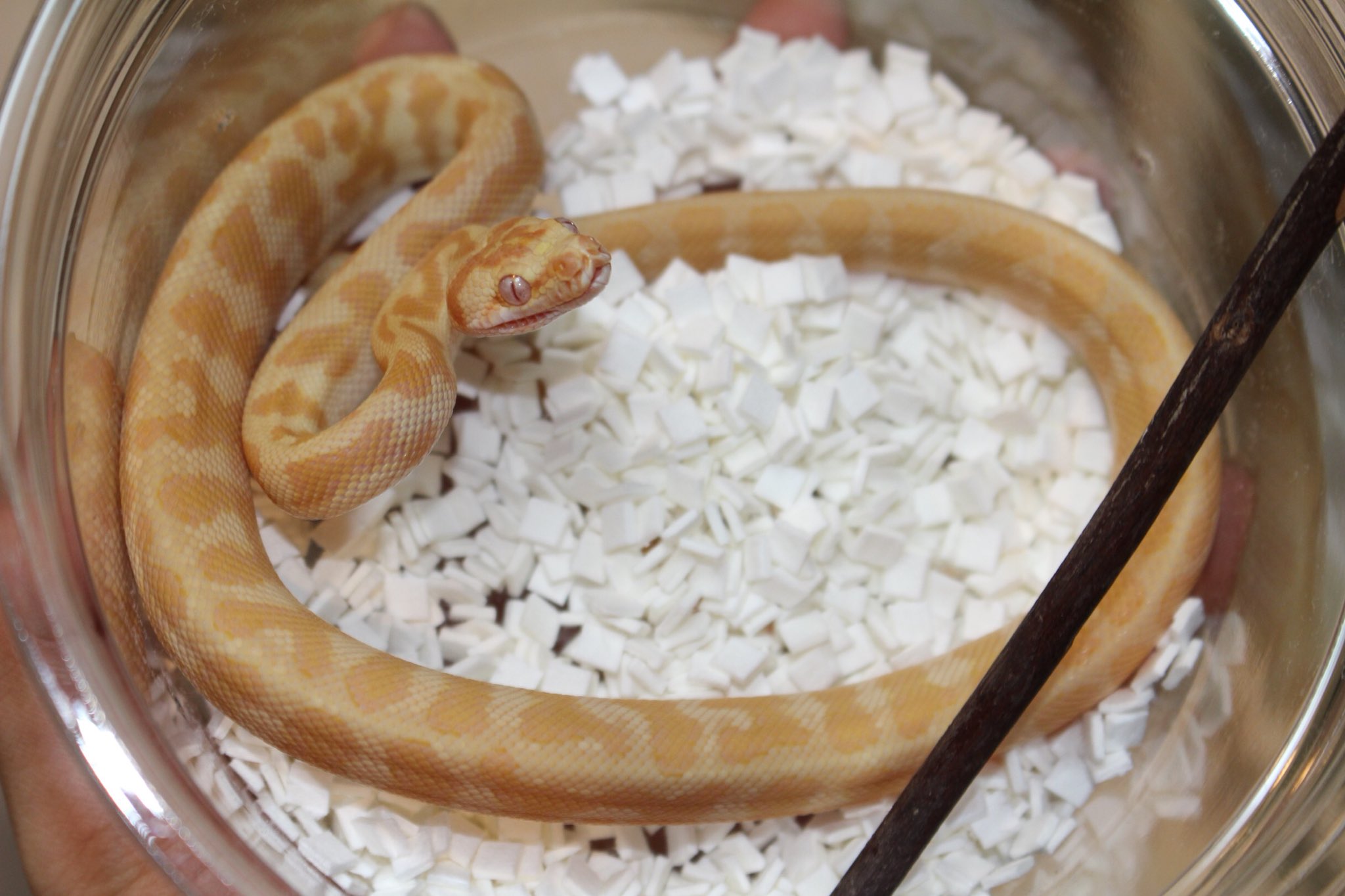 エキゾチックサプライ on X: 