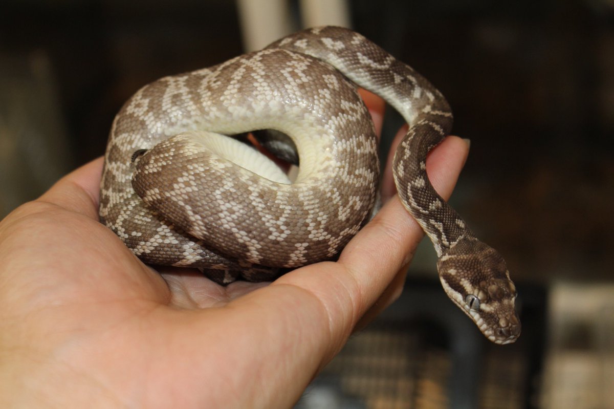 カーペットパイソン洋書 Amazon | Ball Pythons: A Complete Guide to Python Regius