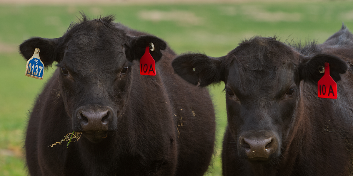 nobleresinst's tweet photo. Myriah D. Johnson, Ph.D., agricultural economist, offers advice to producers on crunching the numbers to create a useful #budget when evaluating the graze-out or wheat for grain options. ➡️ https://t.co/RKBDrYWobp https://t.co/BVRX0WMSlD