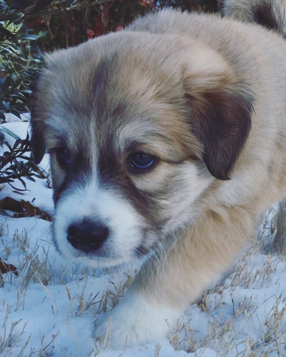 GeorgiaSPCA's tweet photo. Some of our fluffiest foster puppies are brave explorers and went out for a little snow adventure! ❄️ ⛄️ #puppy #foster #fosterpuppy #adopt #rescue https://t.co/UTcSFnw0FP